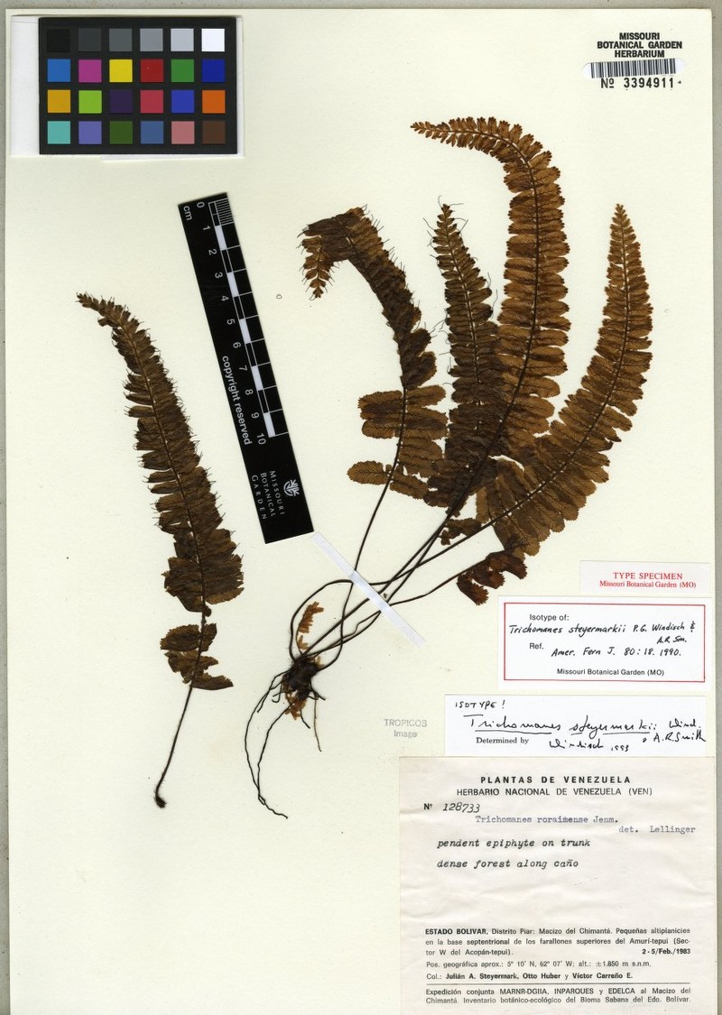 Trichomanes steyermarkii photo 2