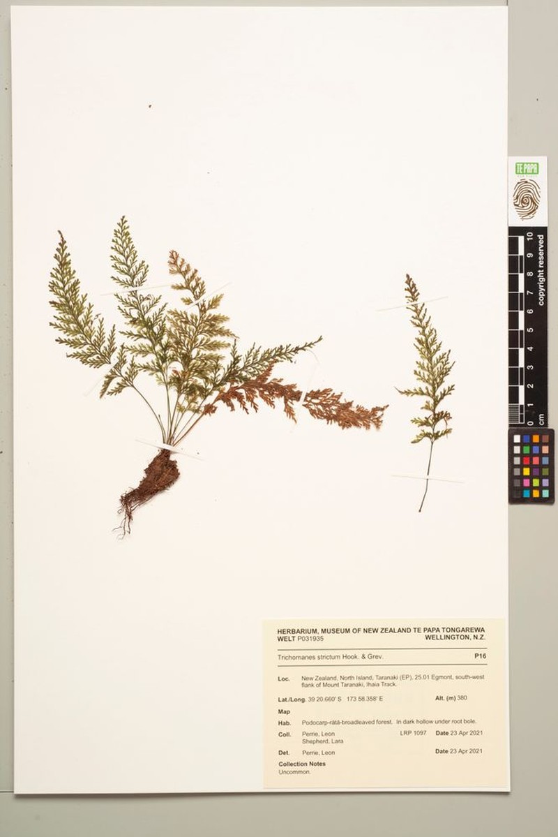 Trichomanes strictum photo 2