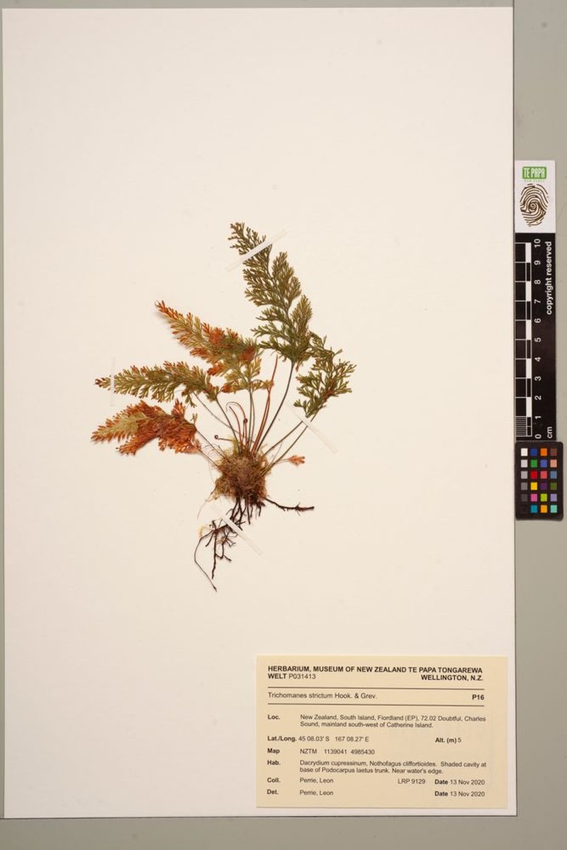 Trichomanes strictum photo 3