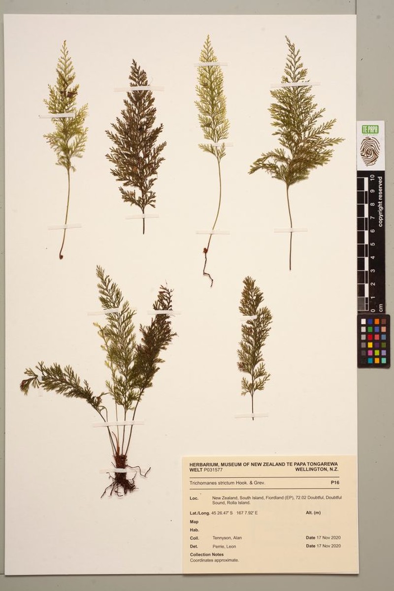 Trichomanes strictum photo 4