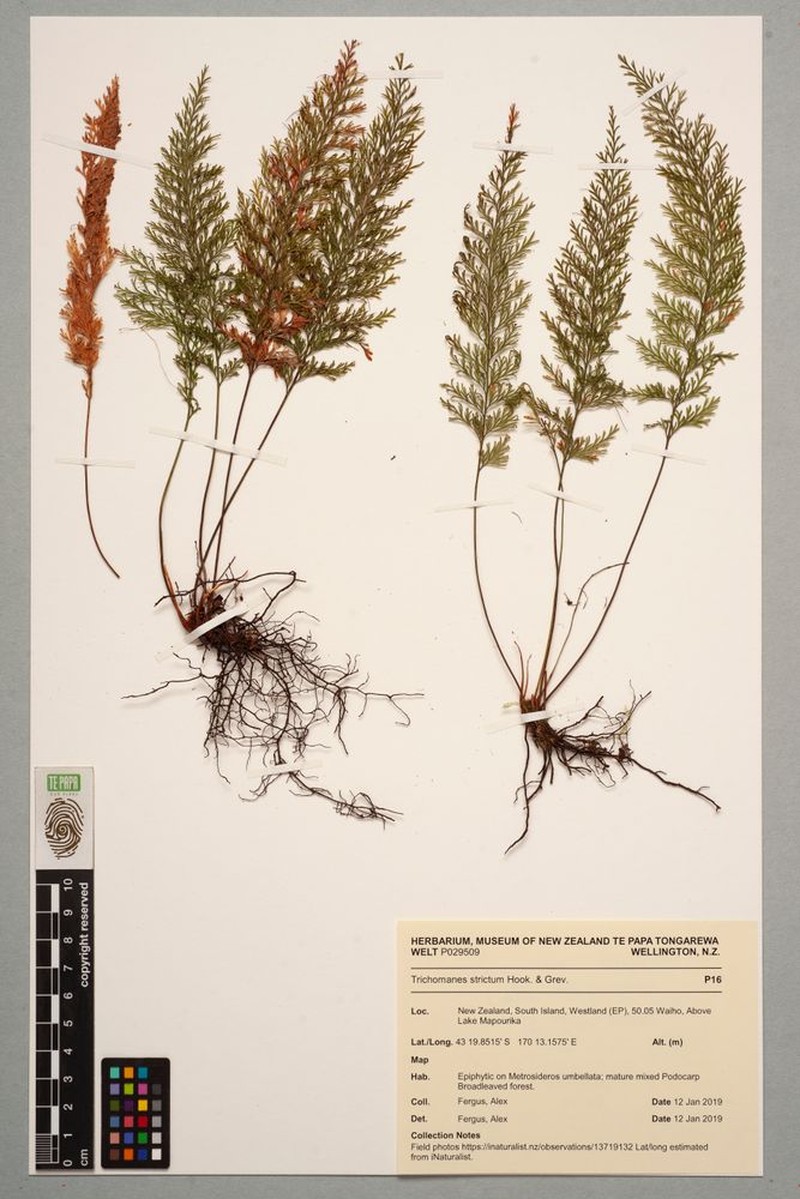 Trichomanes strictum photo 5