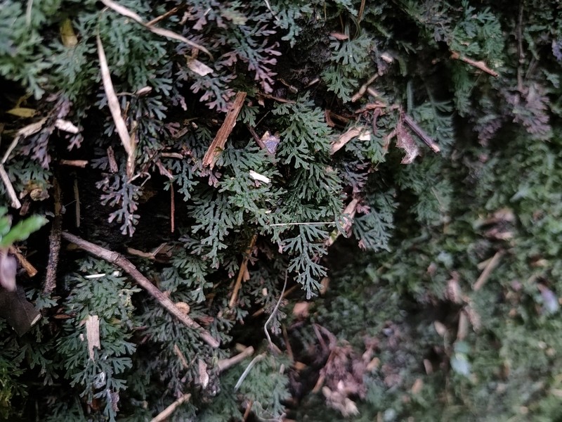 Trichomanes subclathratum
