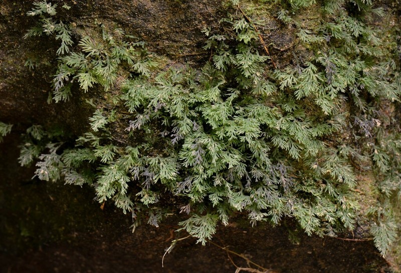 Trichomanes subclathratum photo 2