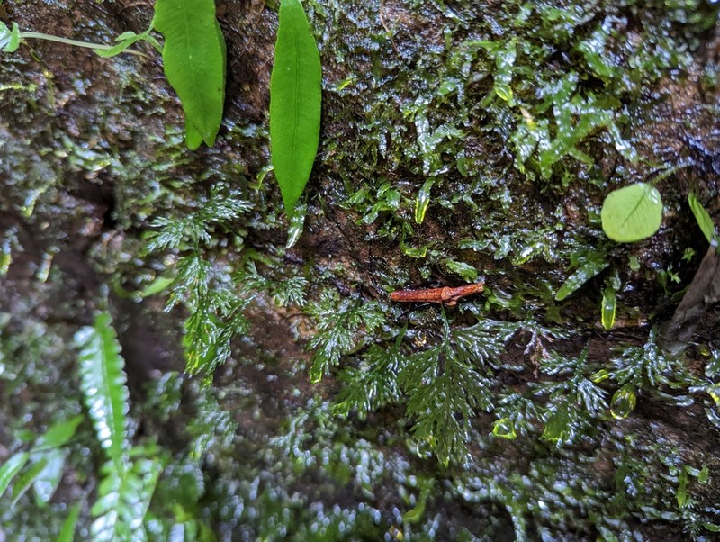 Trichomanes subclathratum photo 3