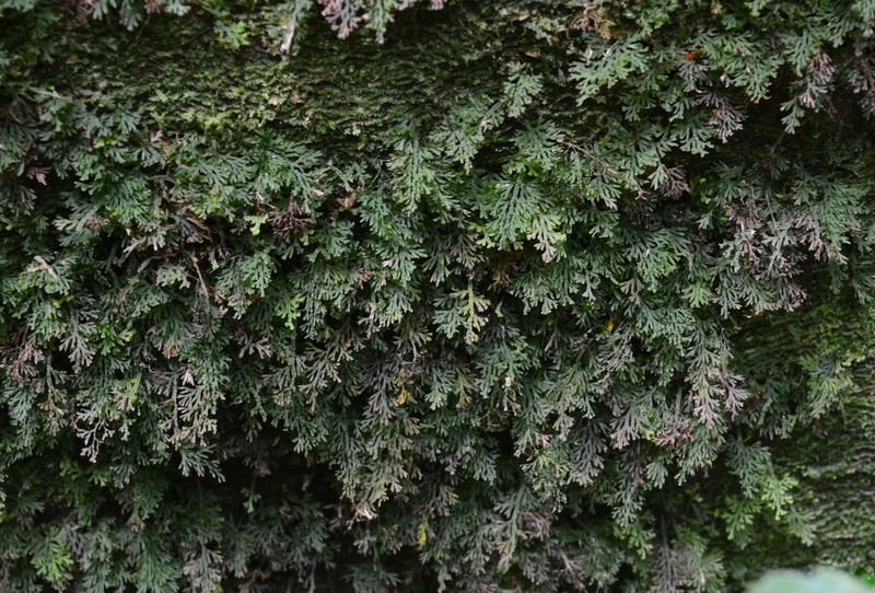 Trichomanes subclathratum photo 4