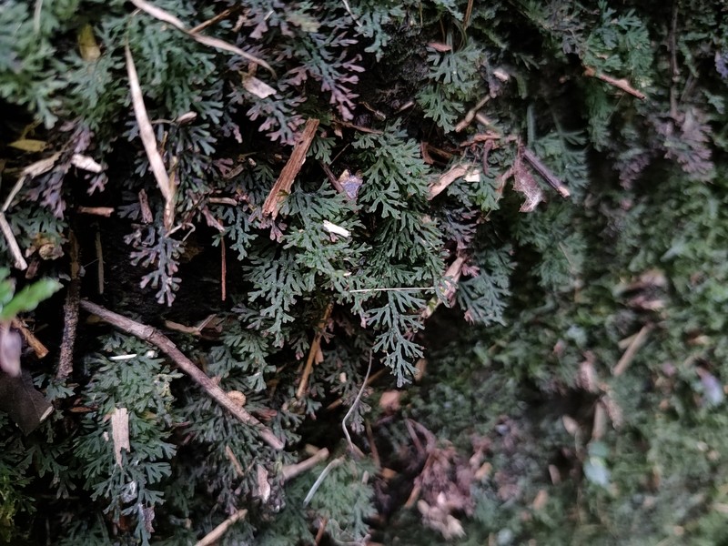 Trichomanes subclathratum photo 5
