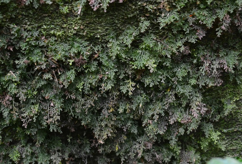 Trichomanes subclathratum photo 6
