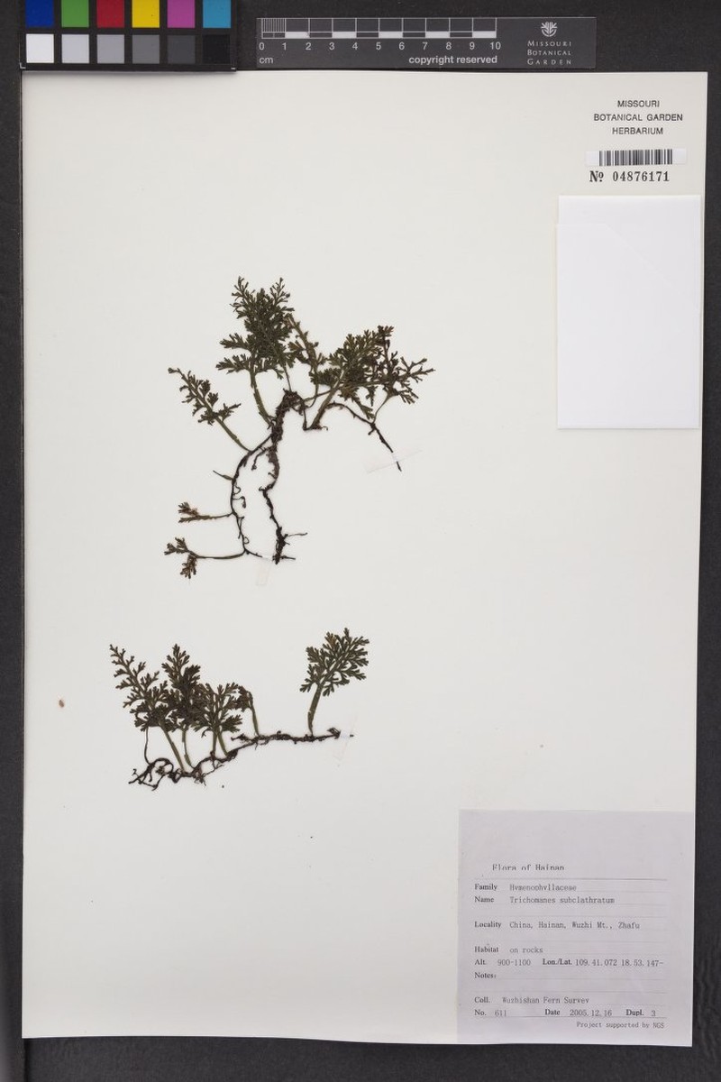 Trichomanes subclathratum photo 8