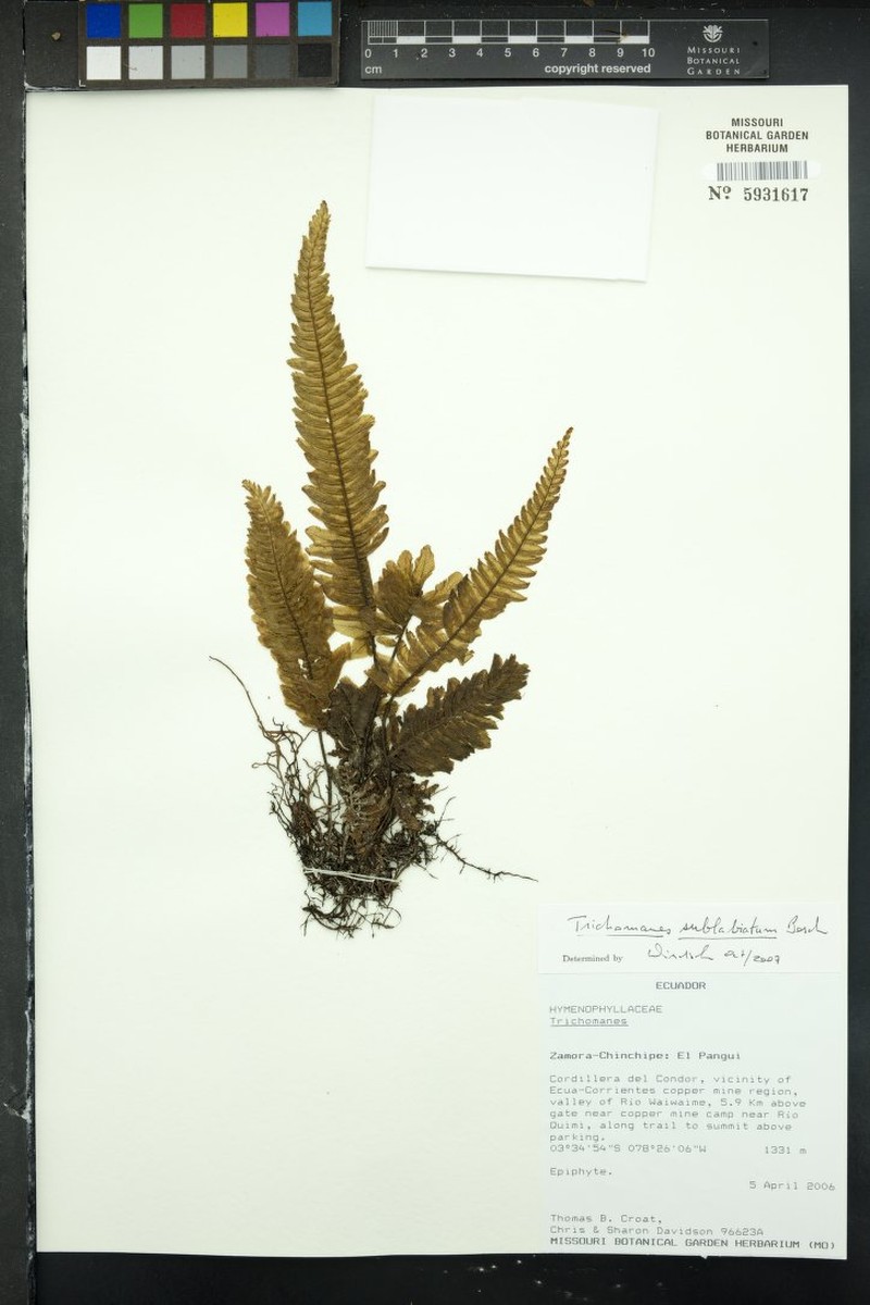 Trichomanes sublabiatum