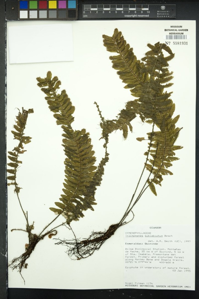 Trichomanes sublabiatum photo 2
