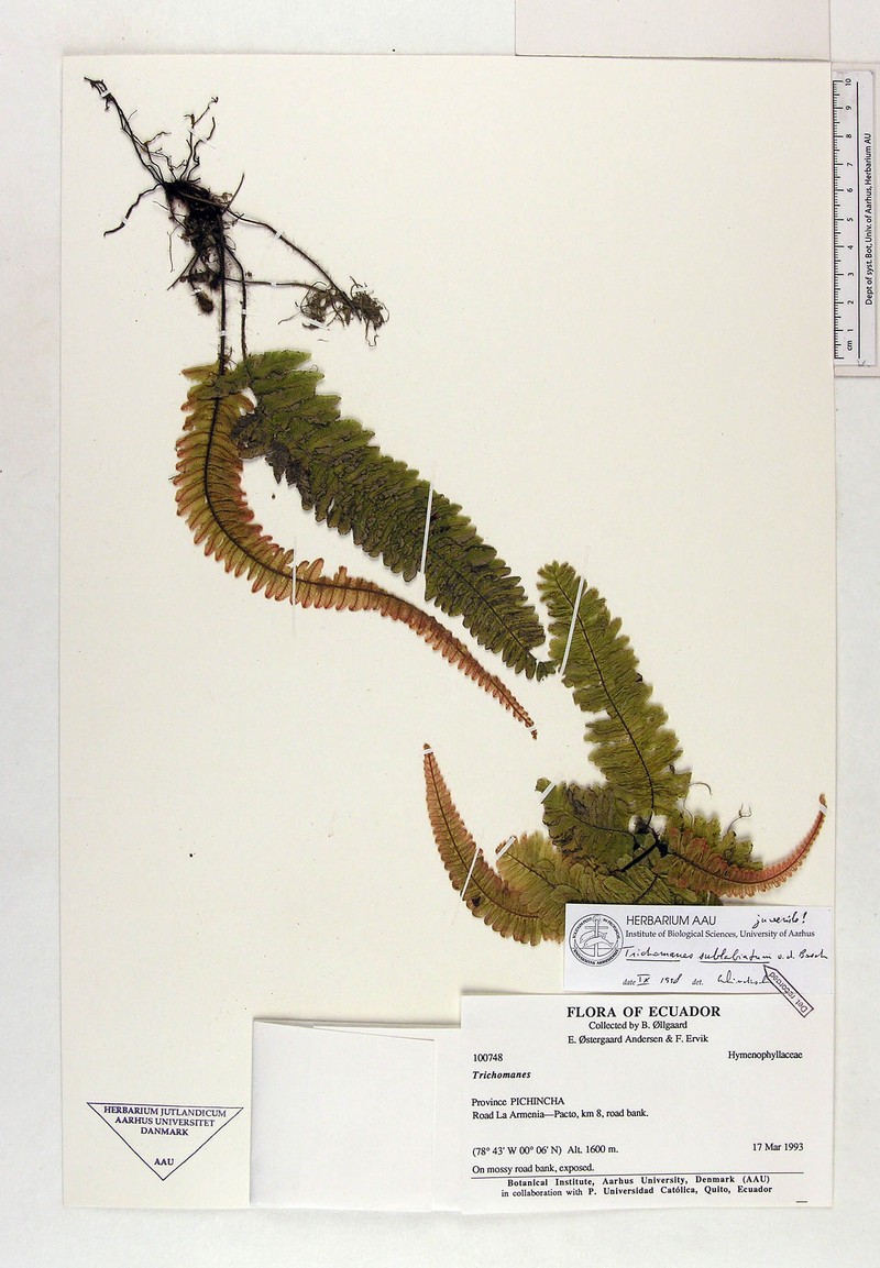 Trichomanes sublabiatum photo 3