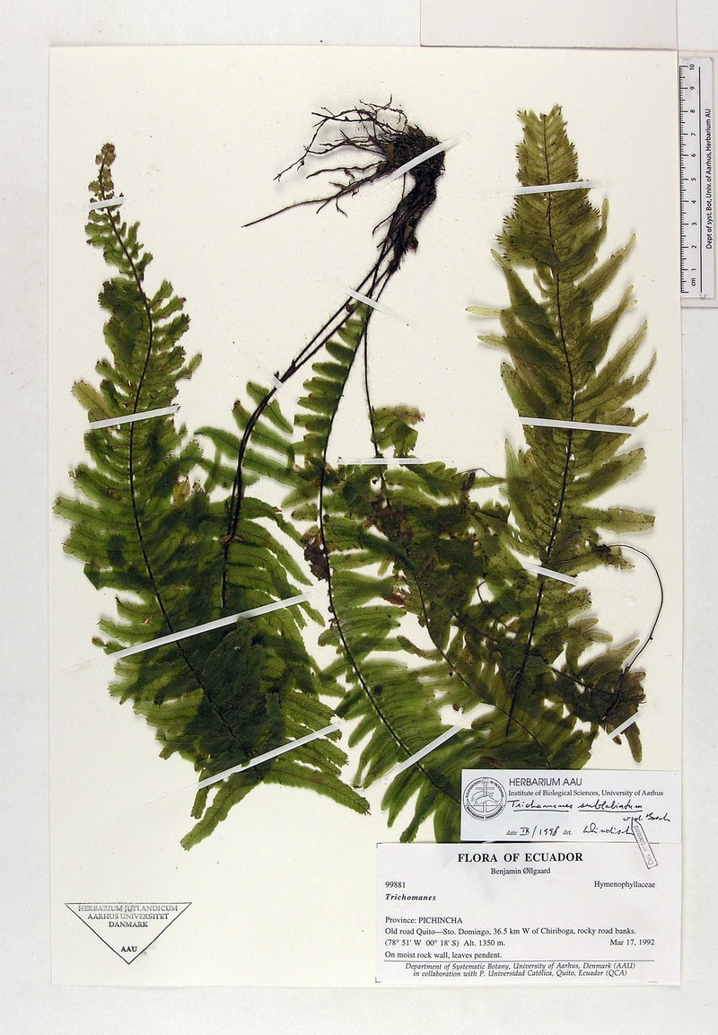Trichomanes sublabiatum photo 4
