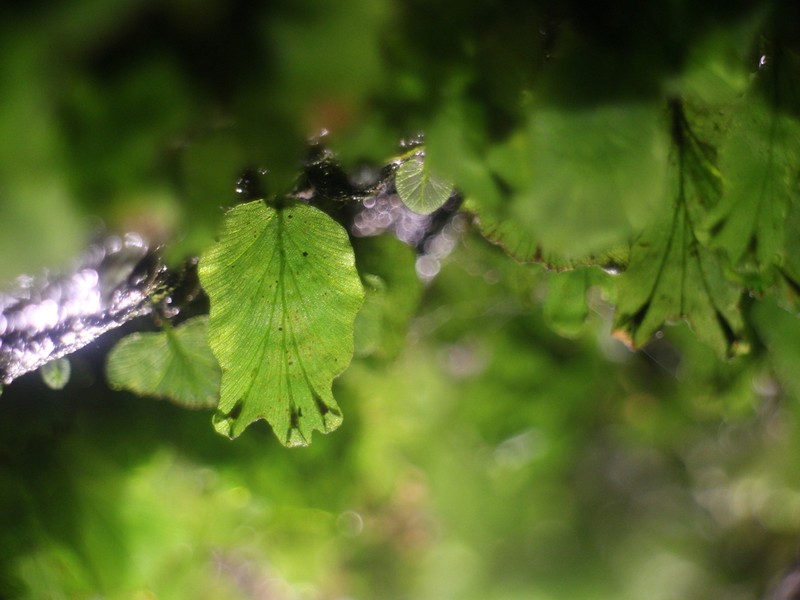 Trichomanes sublimbatum
