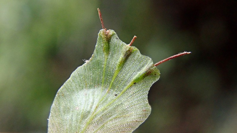 Trichomanes sublimbatum photo 2