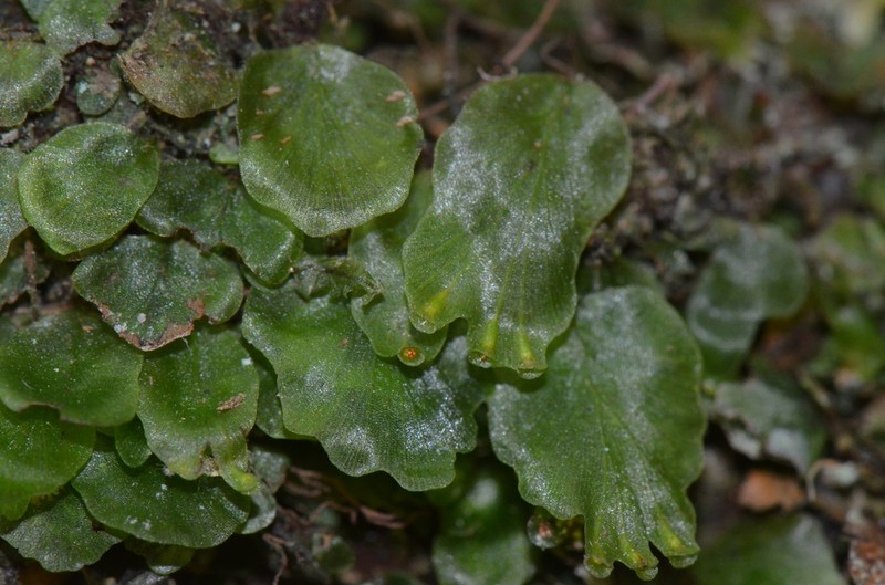 Trichomanes sublimbatum photo 3