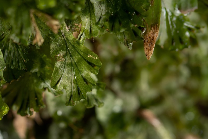 Trichomanes sublimbatum photo 4