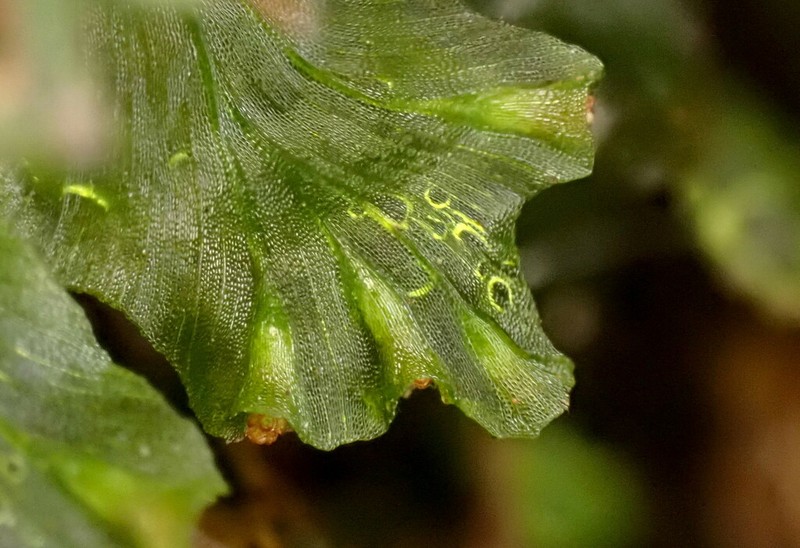 Trichomanes sublimbatum photo 5