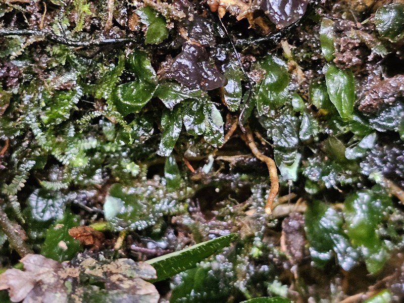 Trichomanes sublimbatum photo 6