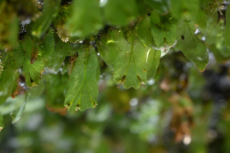 Trichomanes sublimbatum photo 7