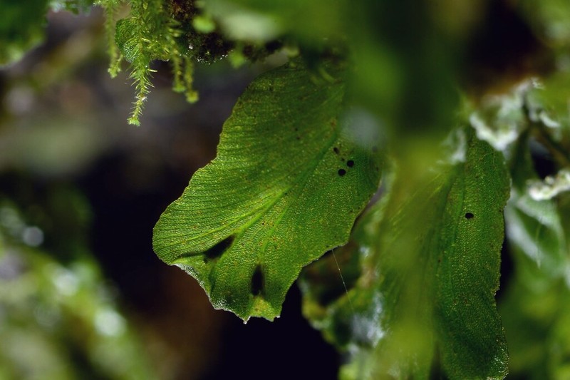 Trichomanes sublimbatum photo 8