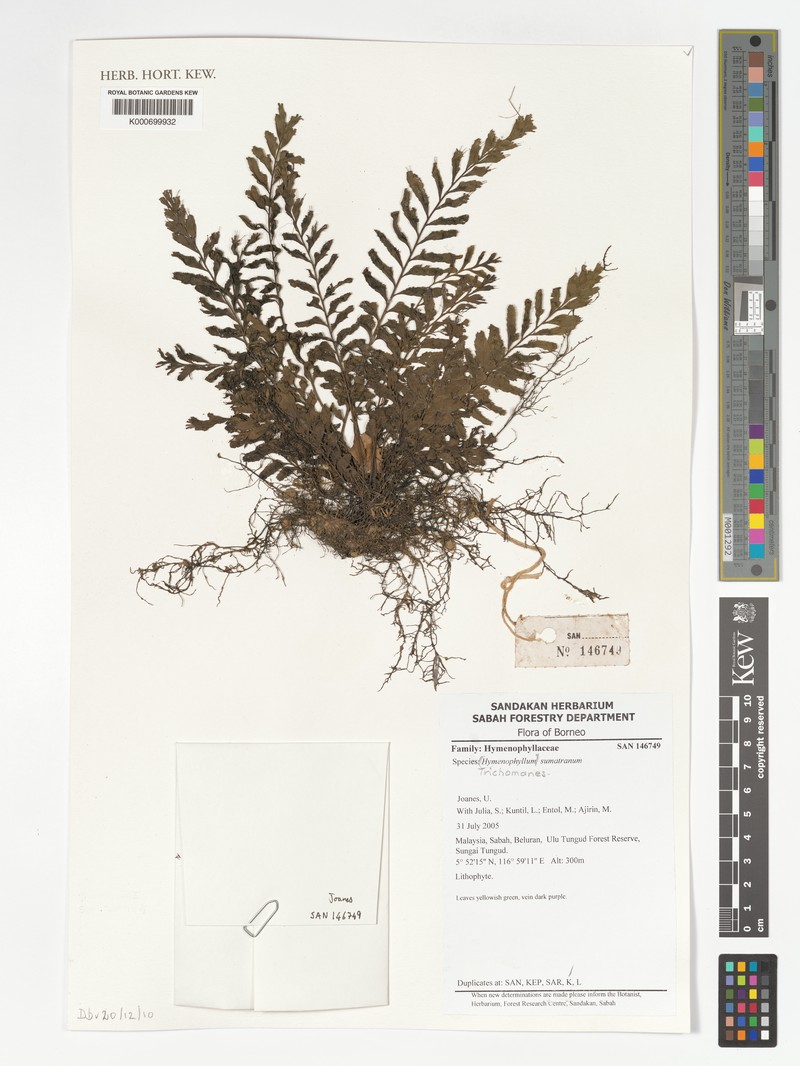 Trichomanes sumatranum