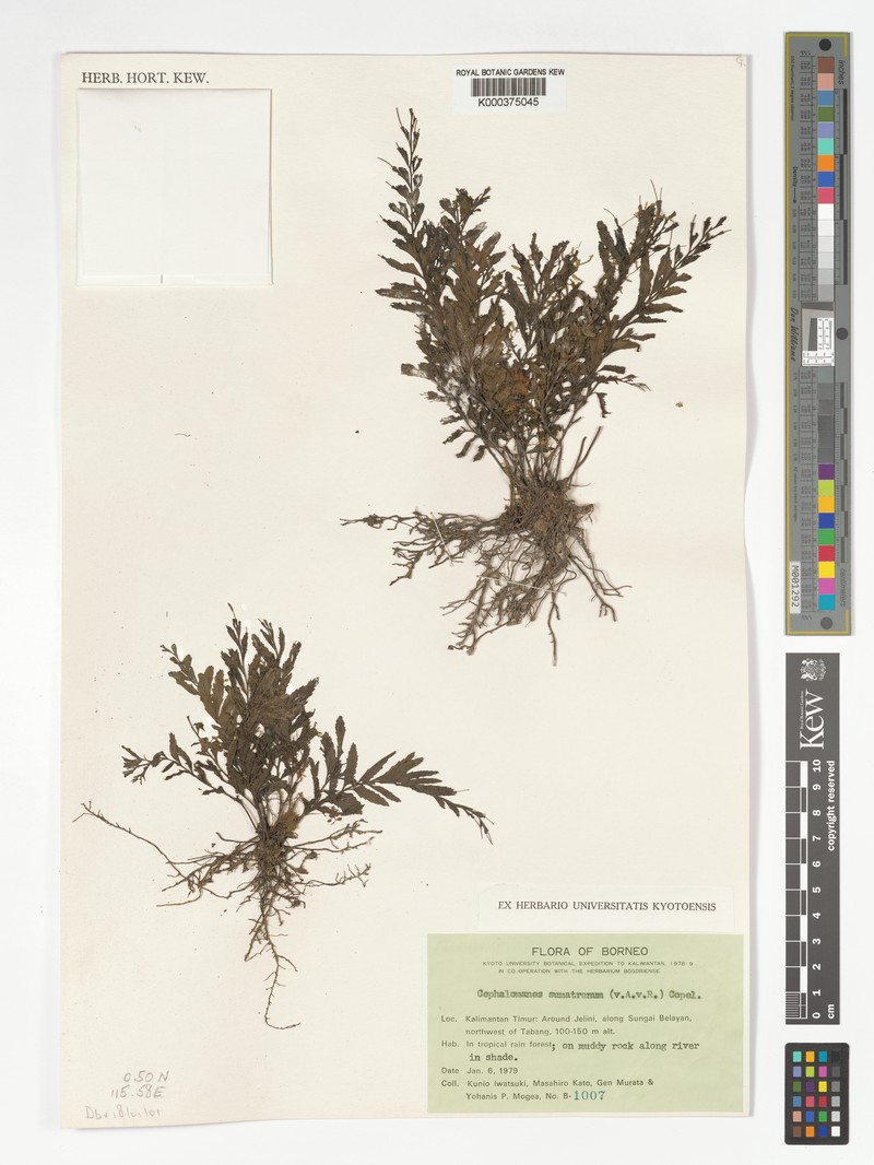 Trichomanes sumatranum photo 2
