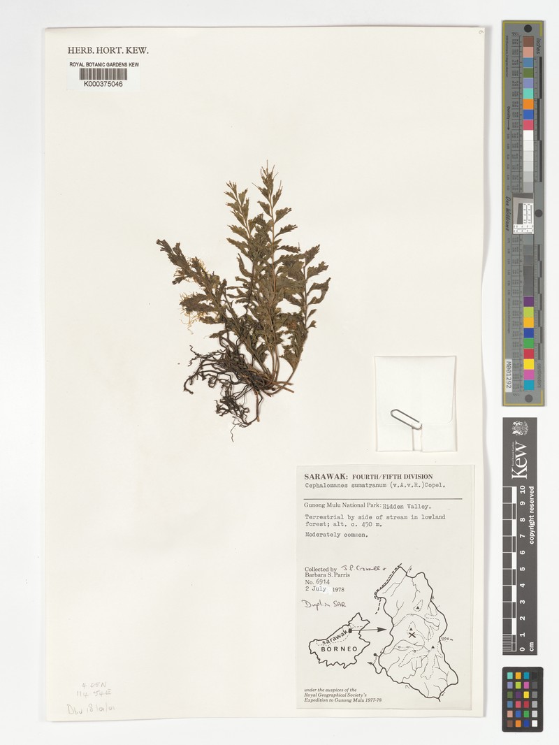 Trichomanes sumatranum photo 3