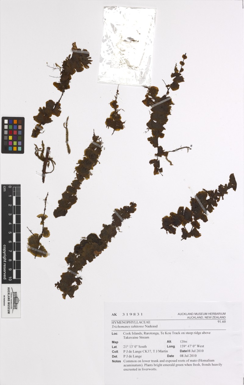 Tahiti Bristle Fern photo 2