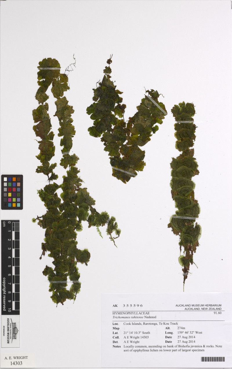 Tahiti Bristle Fern photo 3