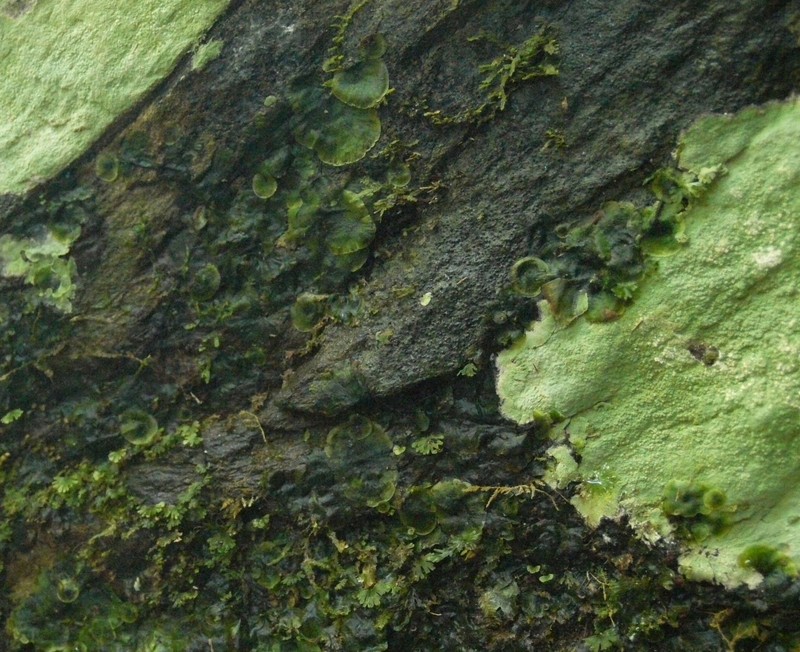 Tahiti Bristle Fern photo 5