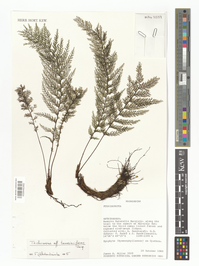 Trichomanes tamarisciforme