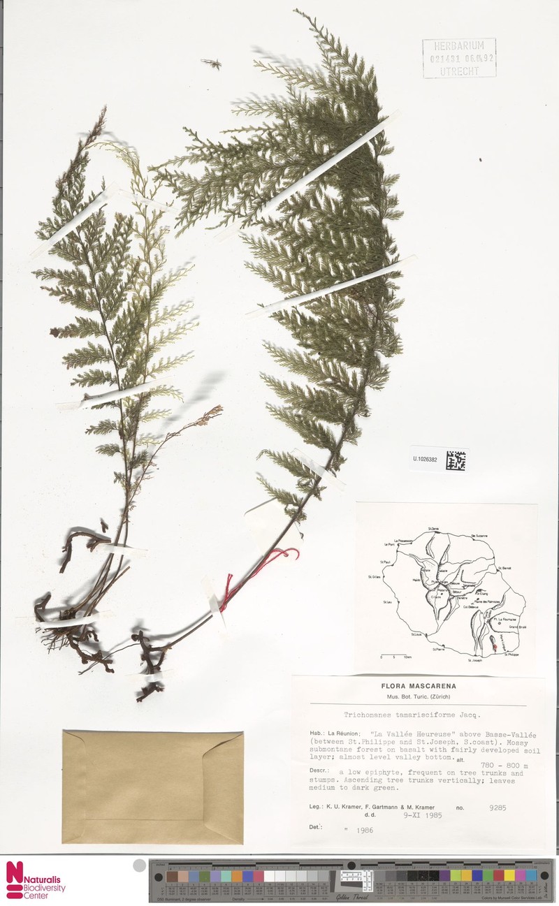 Trichomanes tamarisciforme photo 2