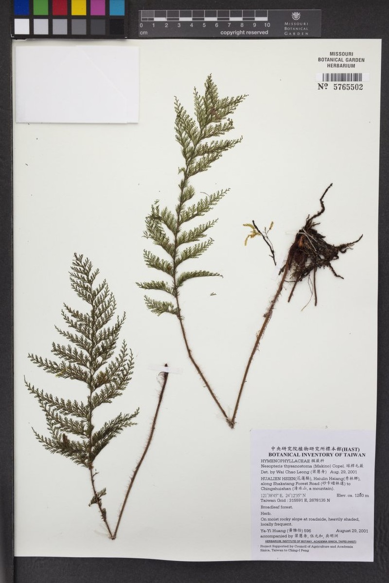 Trichomanes thysanostomum photo 2