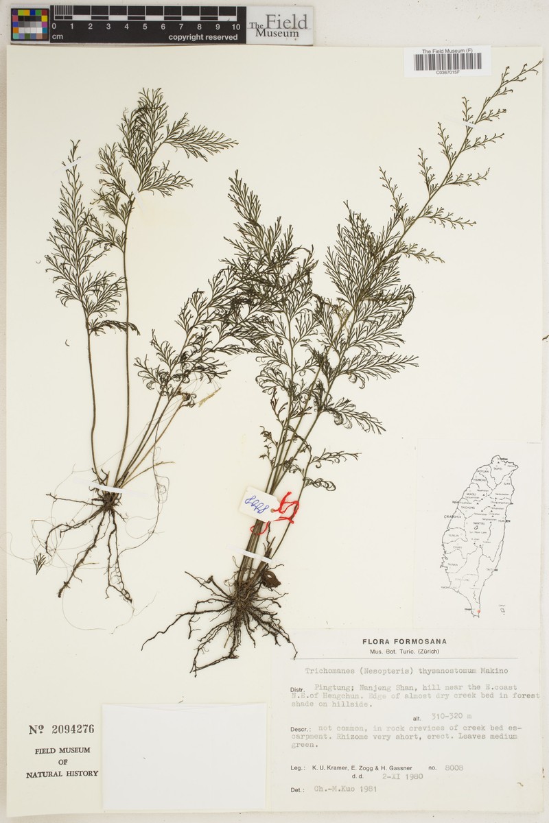 Trichomanes thysanostomum photo 3