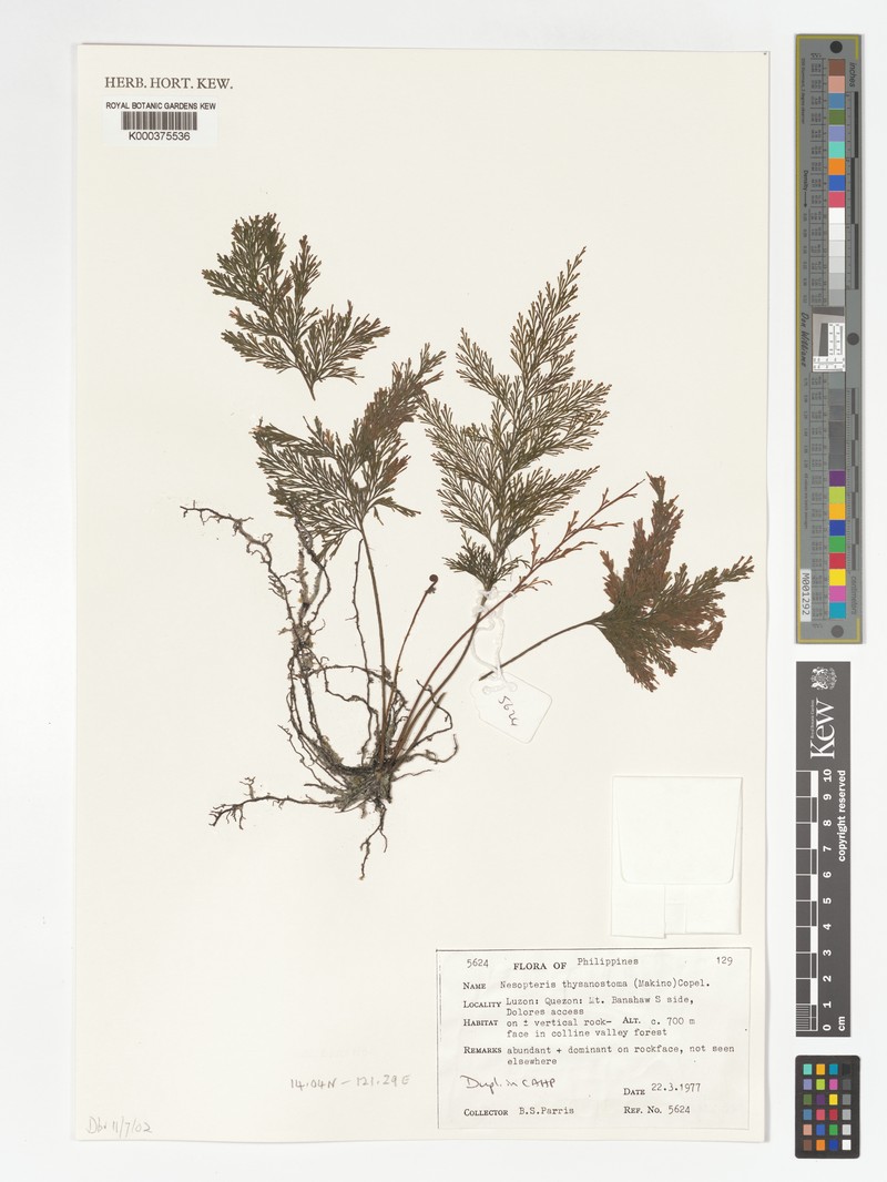 Trichomanes thysanostomum photo 4