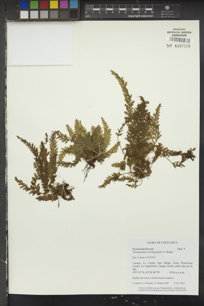 Trichomanes trichopodium