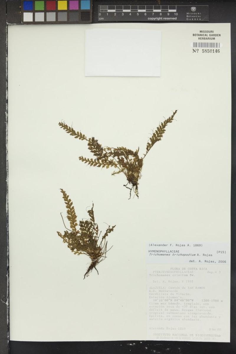 Trichomanes trichopodium photo 2