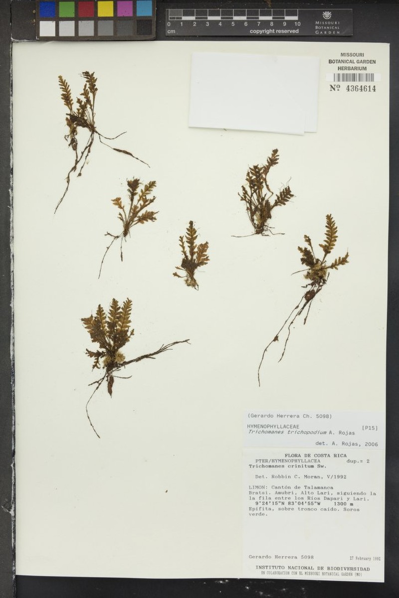 Trichomanes trichopodium photo 3