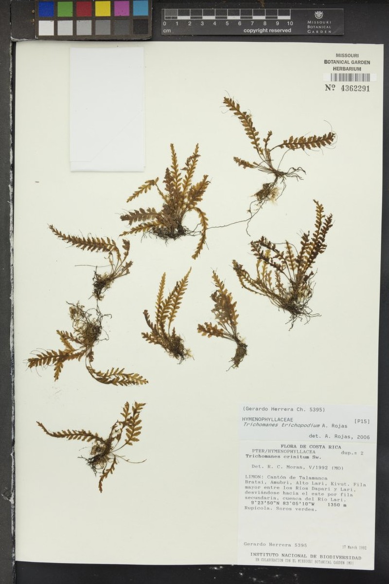 Trichomanes trichopodium photo 4
