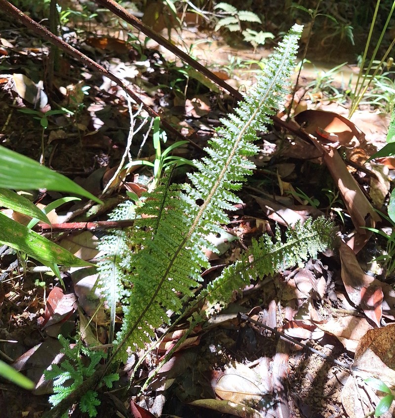 Trichomanes trigonum photo 2