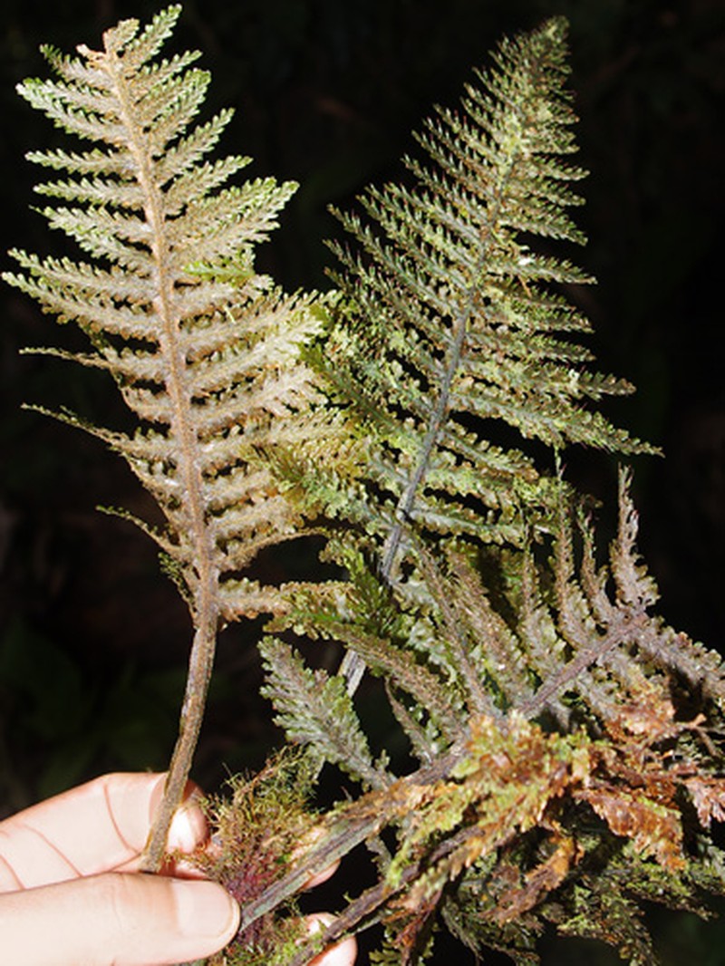Trichomanes trigonum photo 3
