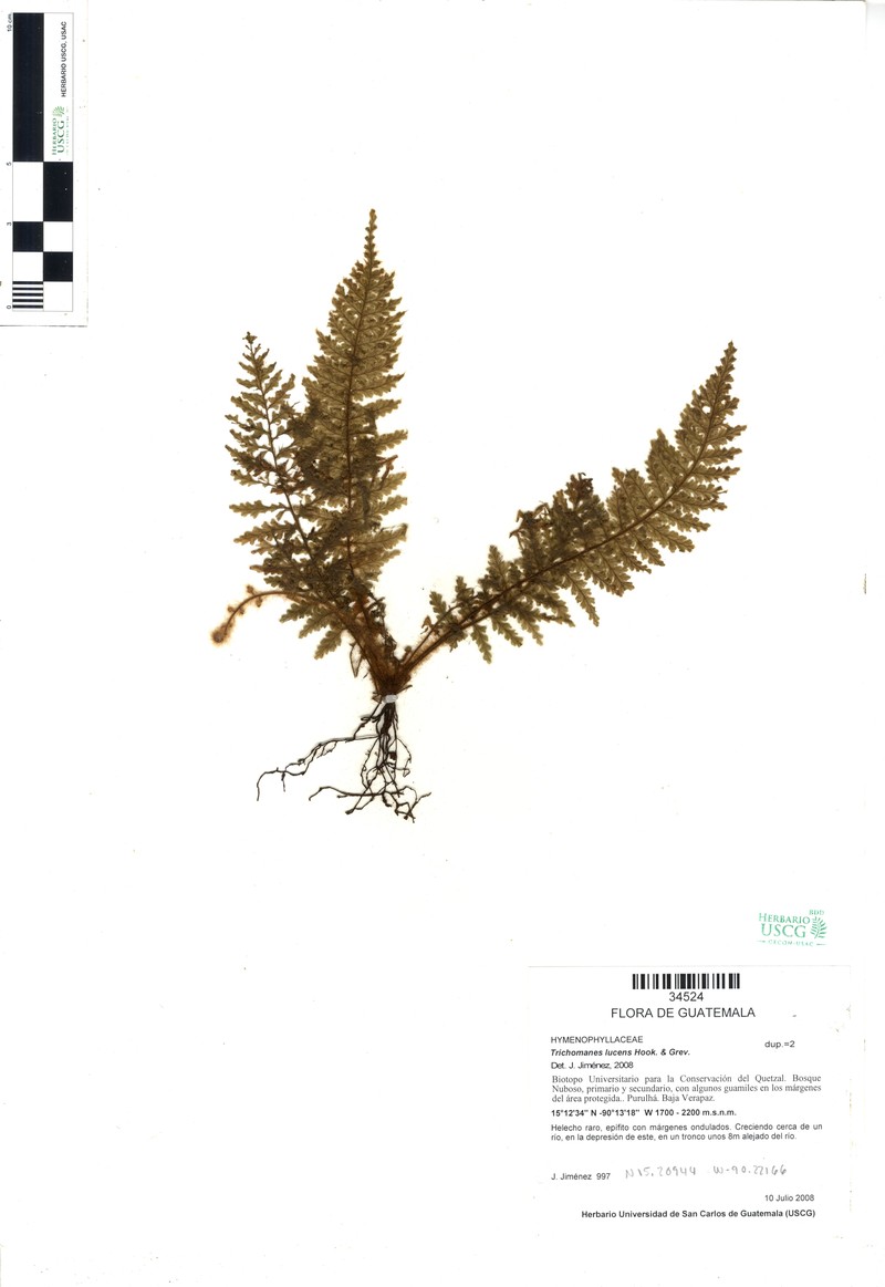 Trichomanes trigonum photo 4