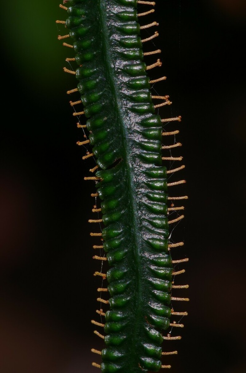 Trichomanes trollii photo 3