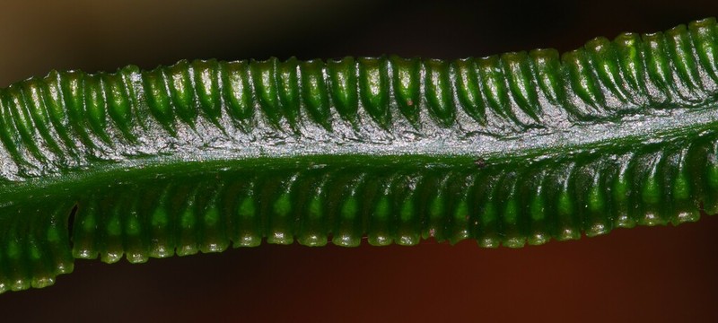 Trichomanes trollii photo 4