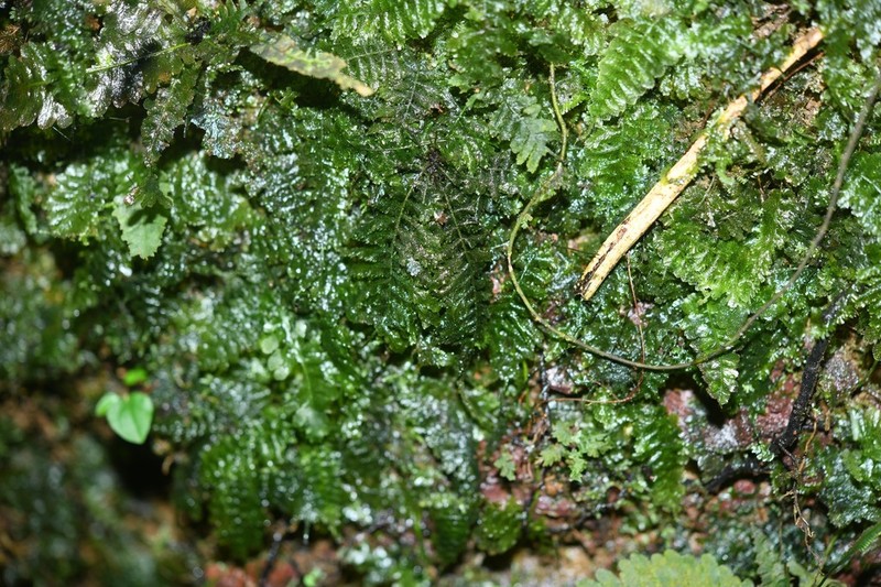 Trichomanes trollii photo 5