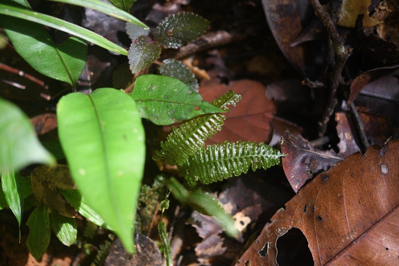 Trichomanes trollii photo 6