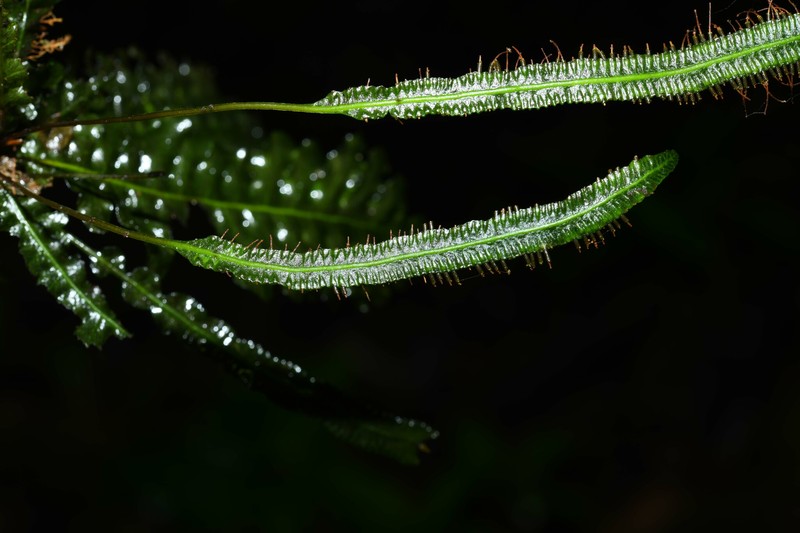 Trichomanes trollii photo 8