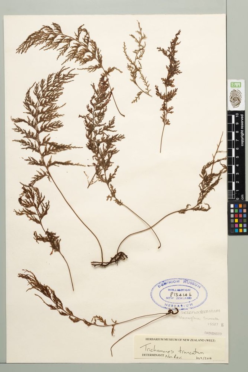 Trichomanes truncatum