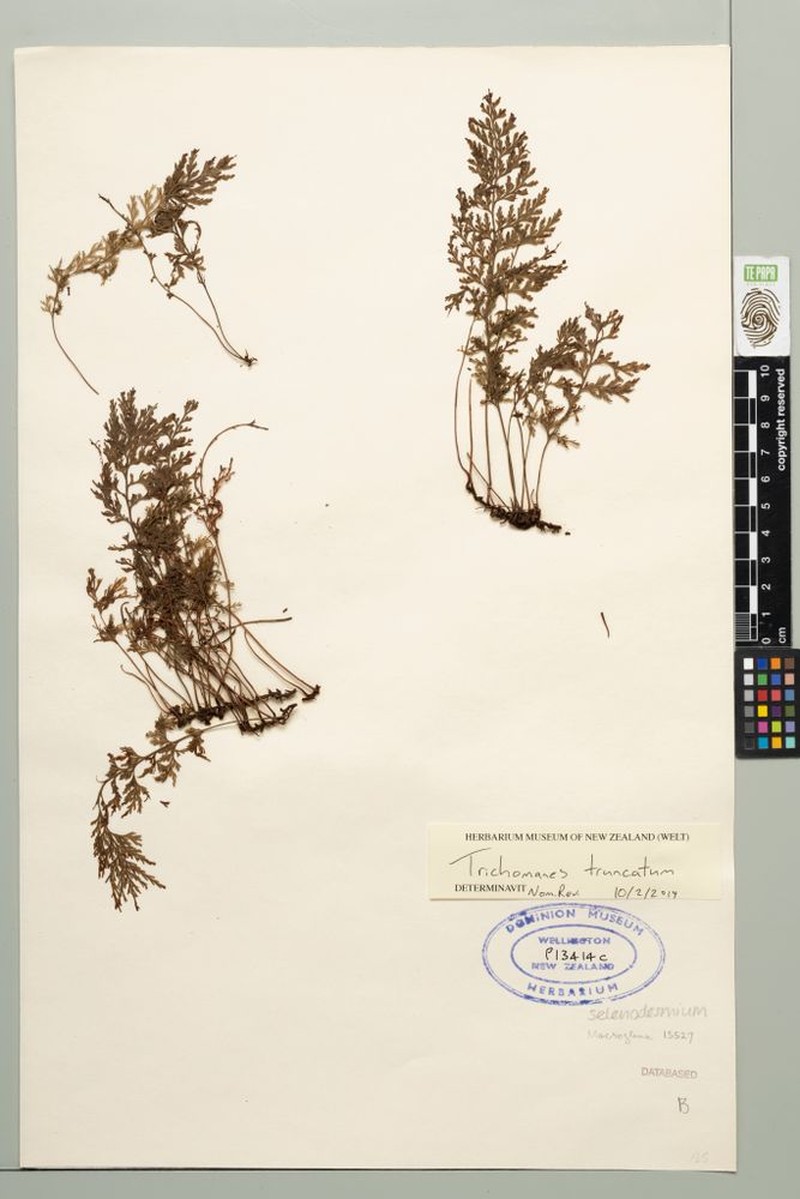 Trichomanes truncatum photo 3