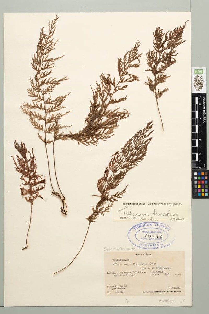 Trichomanes truncatum photo 4
